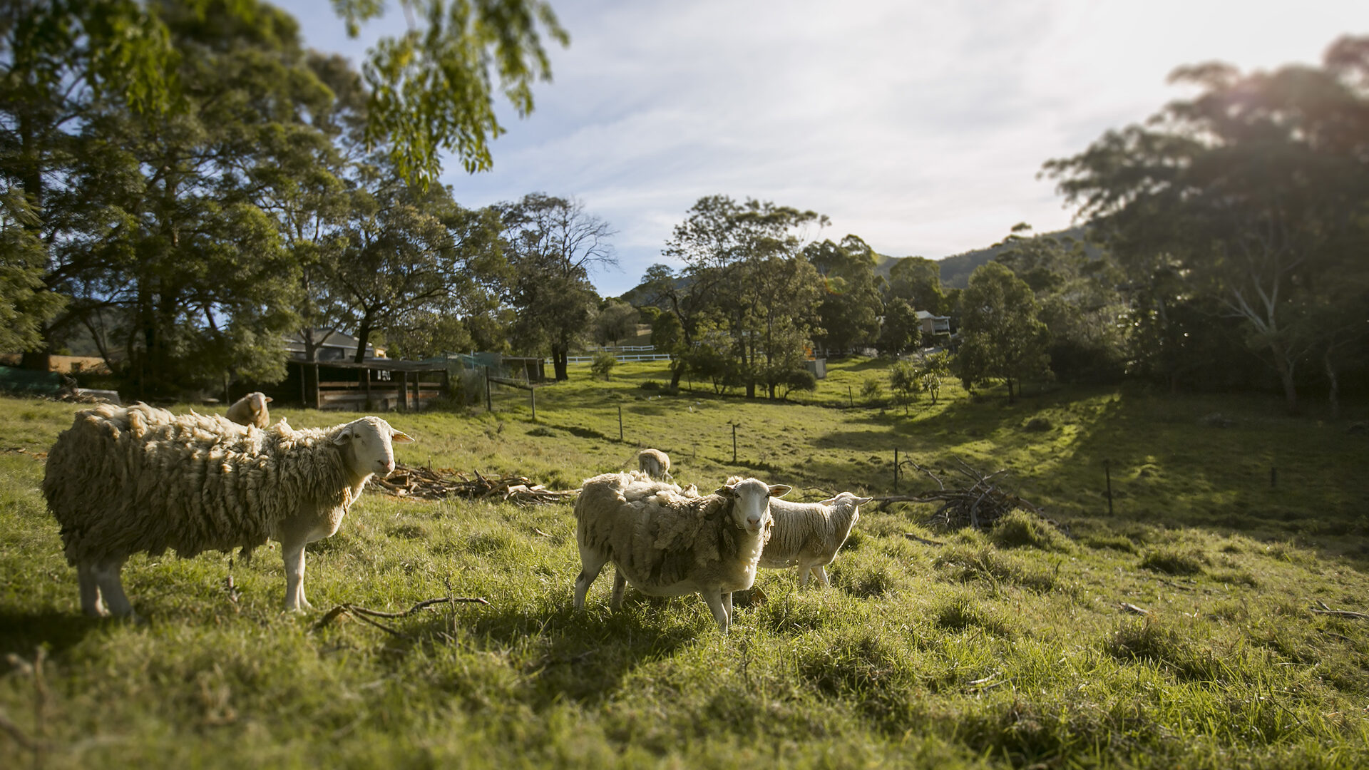Sold - 211 Cordeaux Road - New Property in Mount Kembla - Real Estate by Christian Zeidler